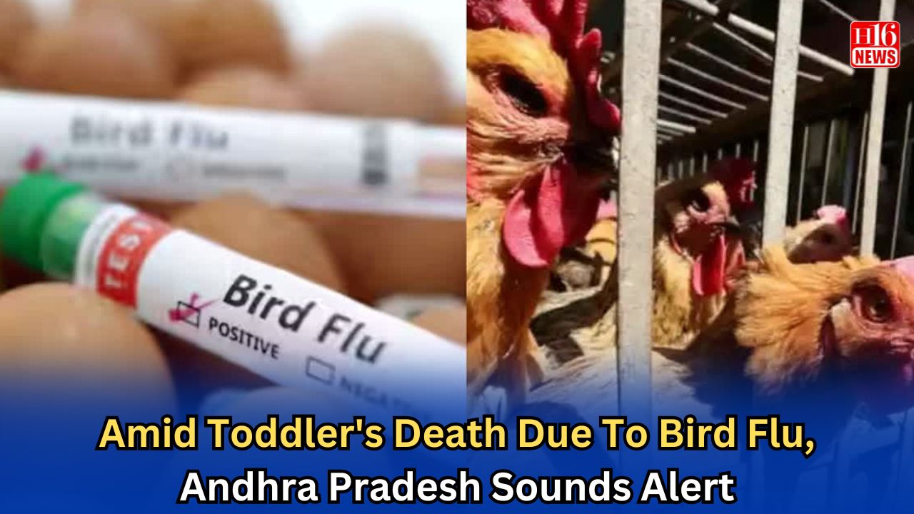 Amid Toddler's Death Due To Bird Flu, Andhra Pradesh Sounds Alert